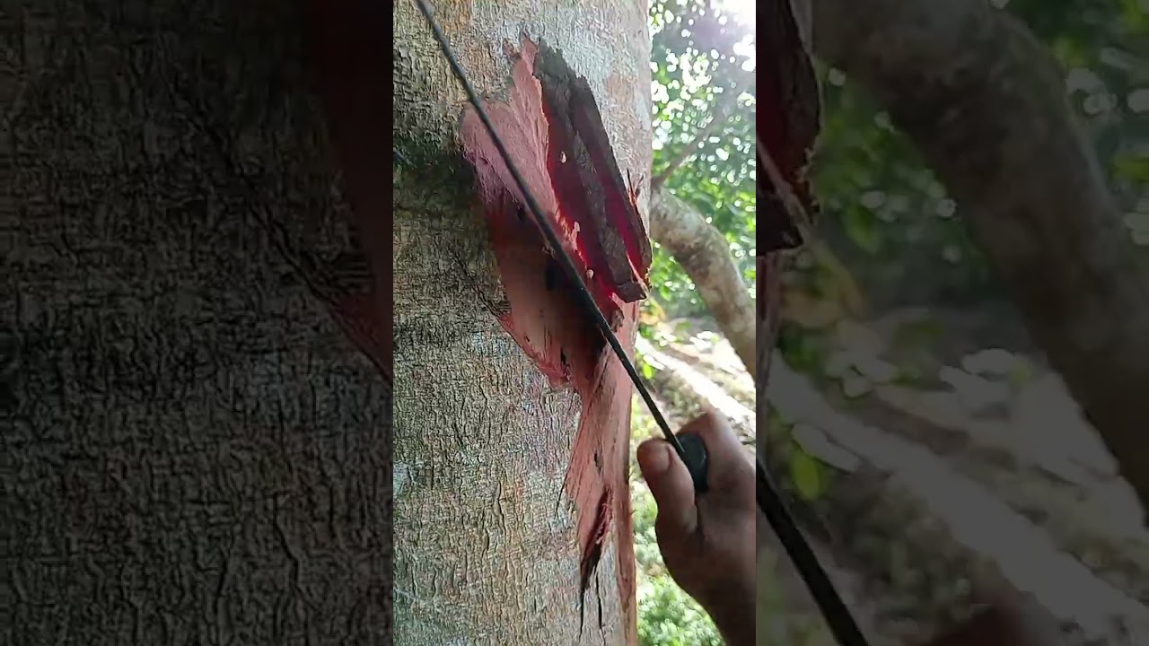 Menyelamatkan pohon jengkol dari kematian akibat serangan ulat batang.