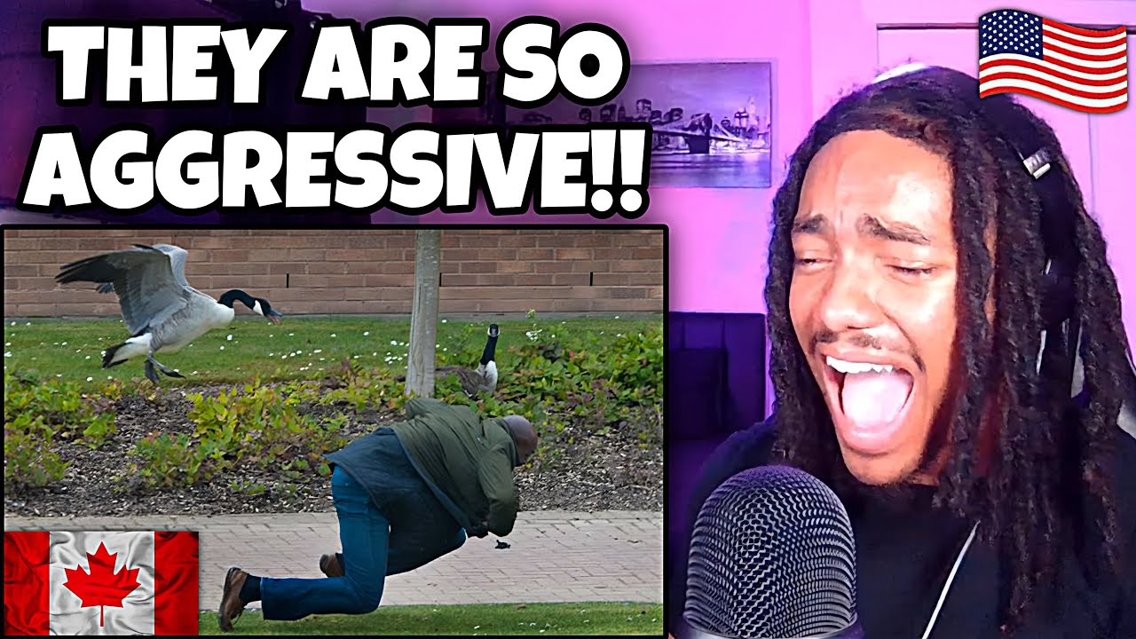 AMERICAN REACTS to Wild Goose Attacks!