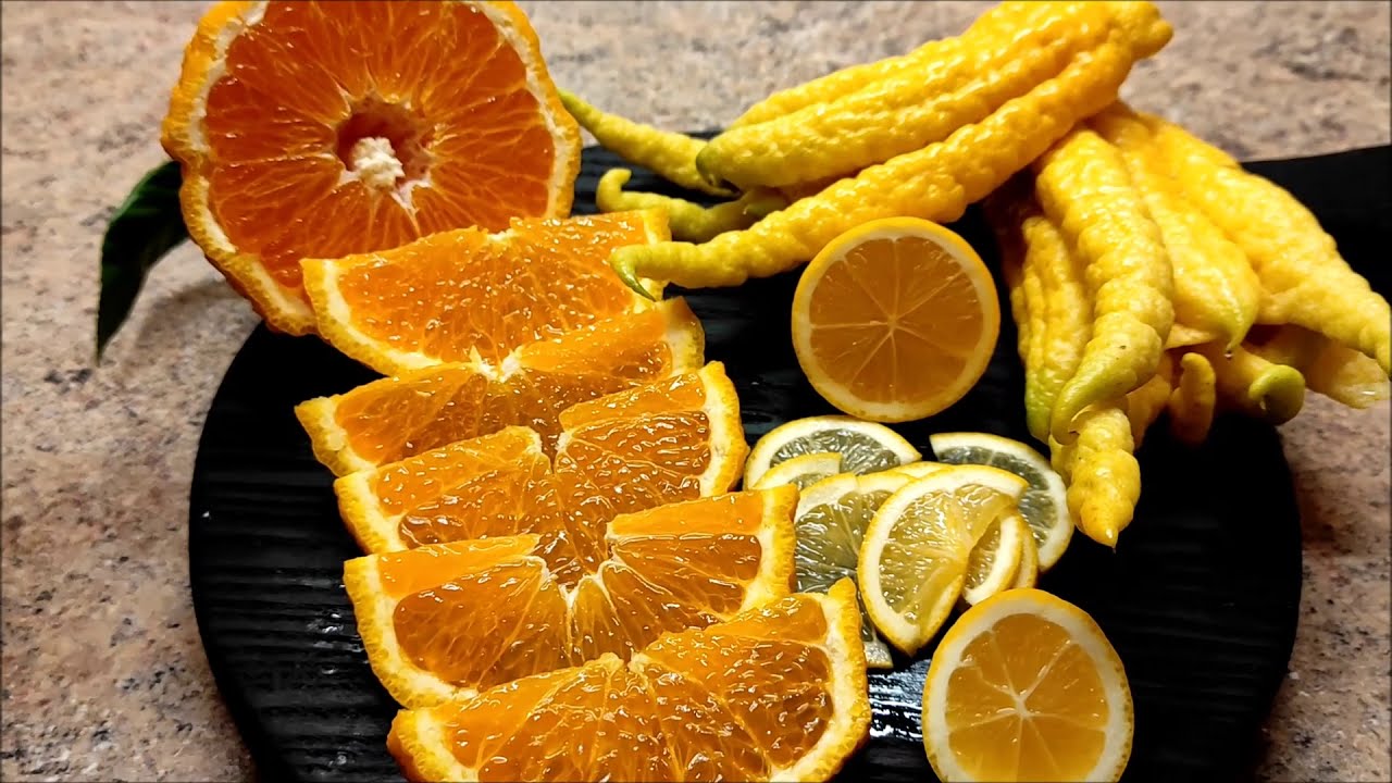 Декопон (Dekopon, citrus Sumo), цитрон Рука Будды, лимон Мейер