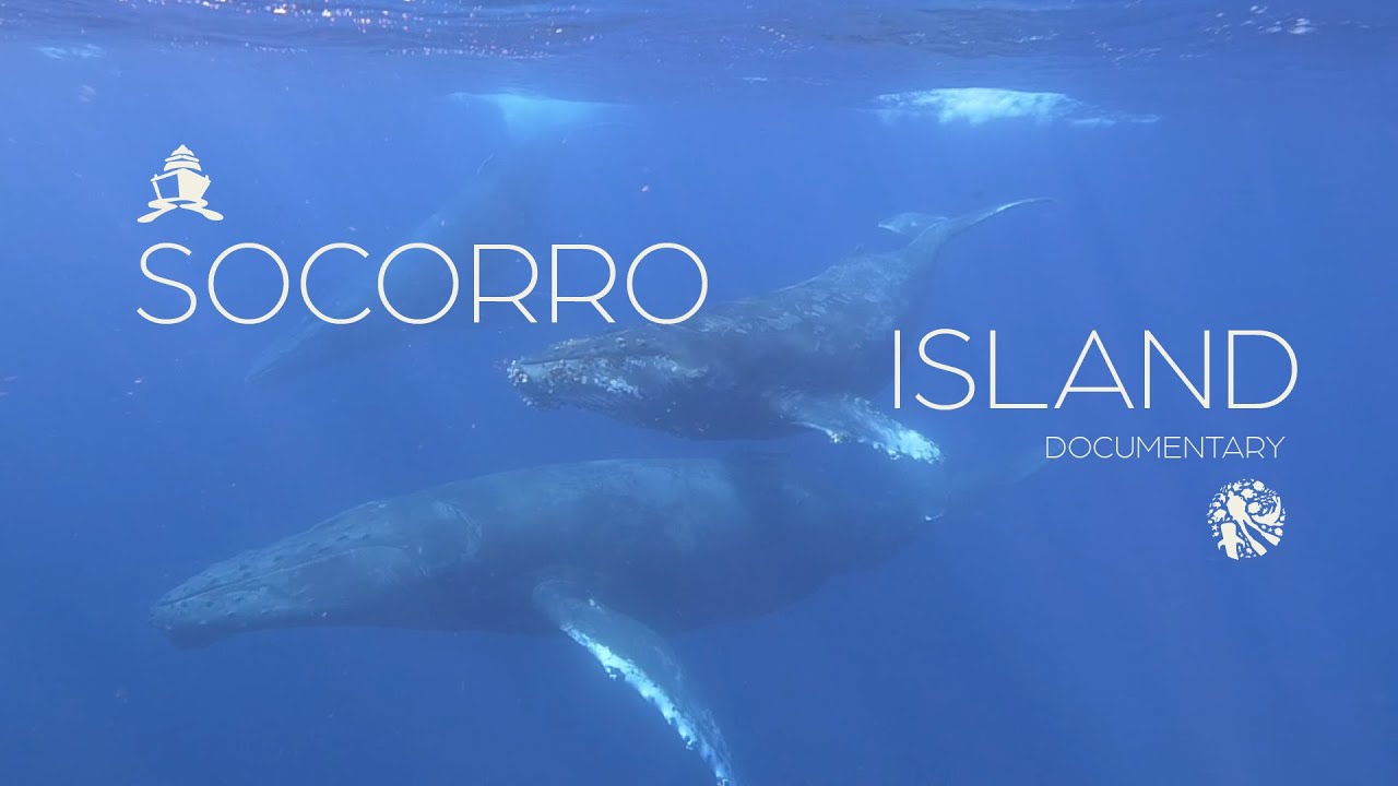 This is Socorro Island | Documentary about our LiveAboard | SunRider Tours