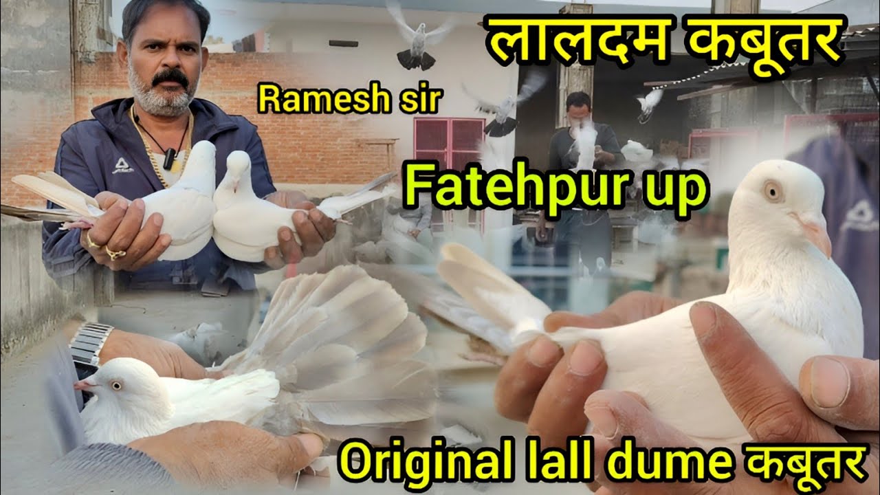ramesh sir ke ! टॉप क्वालिटी के लालदुमे कबूतर ! up Fatehpur ! kyarish Kadri pigeons