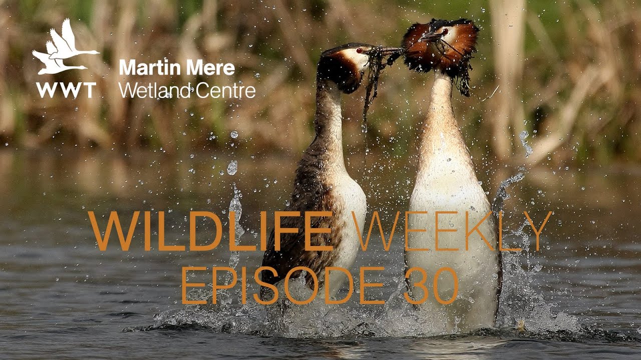 Wildlife Weekly Martin Mere - Episode 30