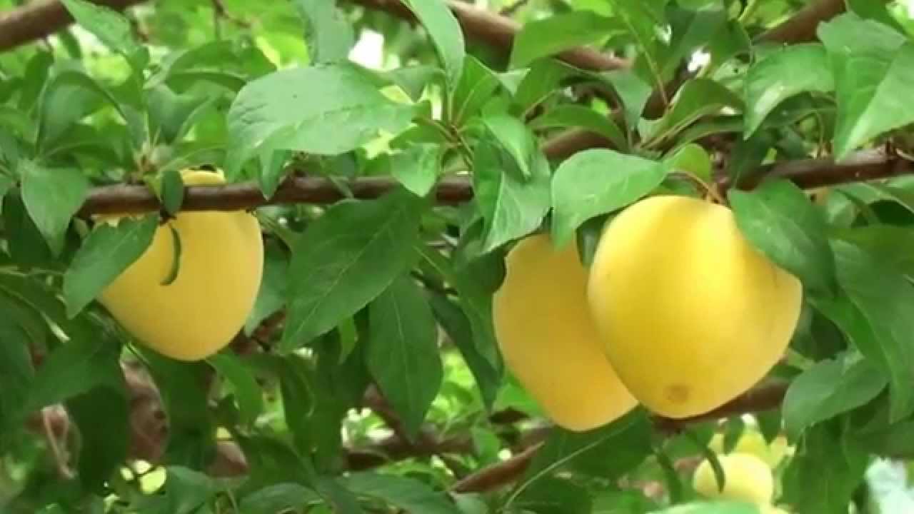 Golden Plum Harvest, July 12, 2015 (HD)