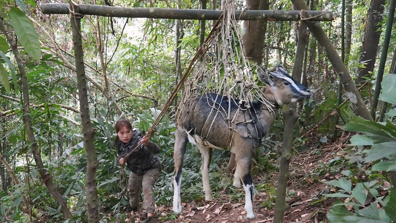 Tracking Wild Goat Signs and Building a Net Trap in the Forest, survival alone