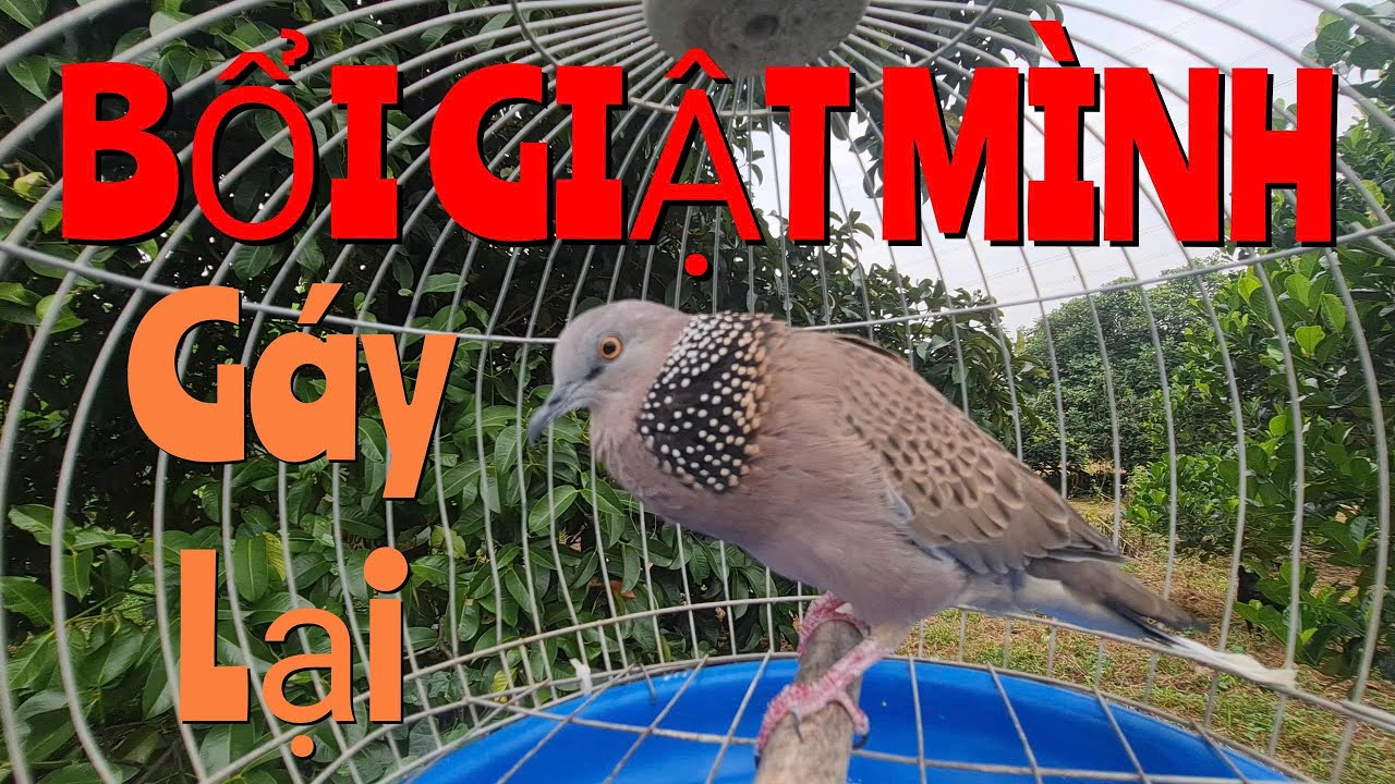 Cu gáy mồi đồng son giọng chuẩn gáy kích bổi rất nhậy - cu gáy mồi cây gáy gọi