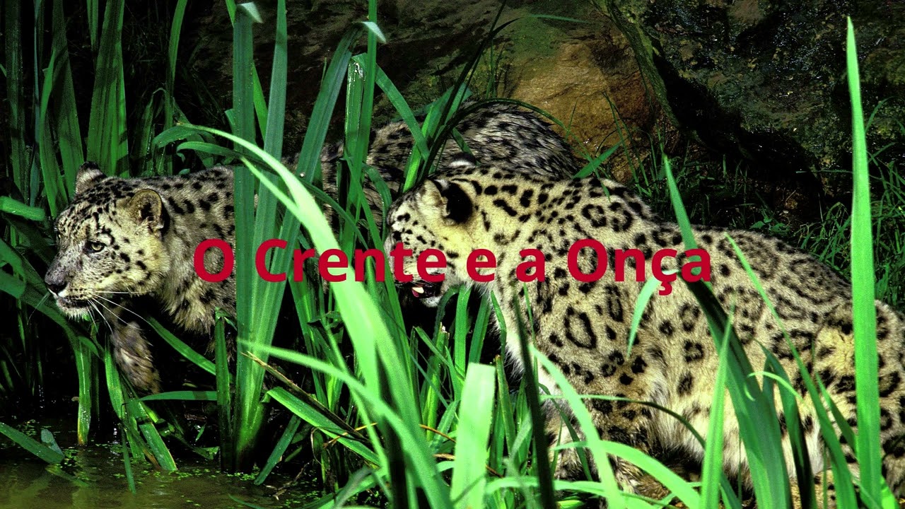 Banda Agape Vol 17 2026   14  O Crente e a Onça