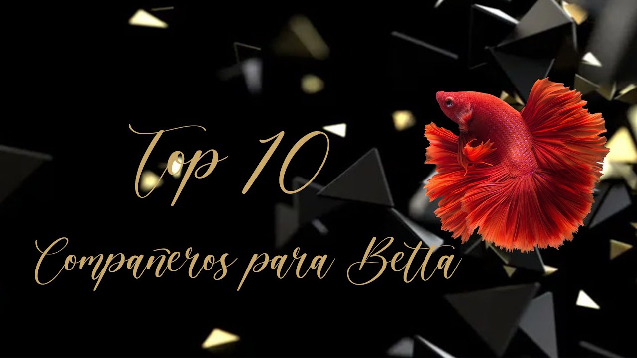 Top 10 Compañeros para Betta