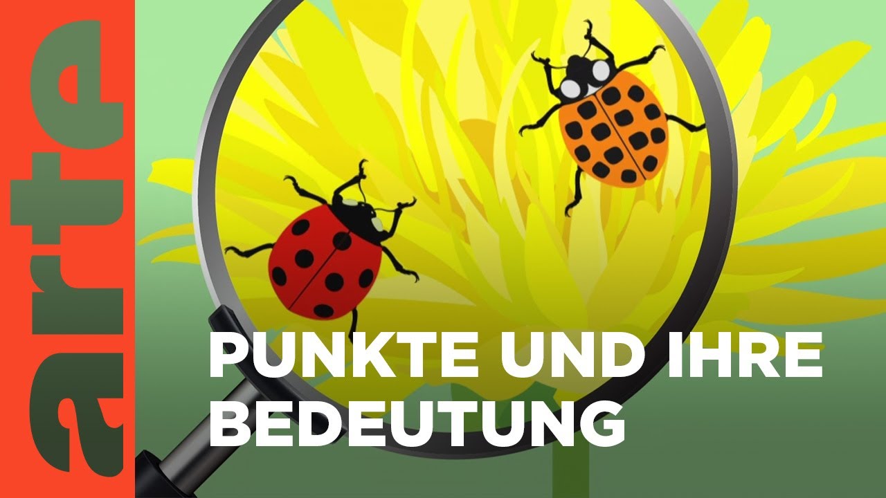 Warum haben Marienkäfer schwarze Punkte? | Eure Fragen | ARTE Family