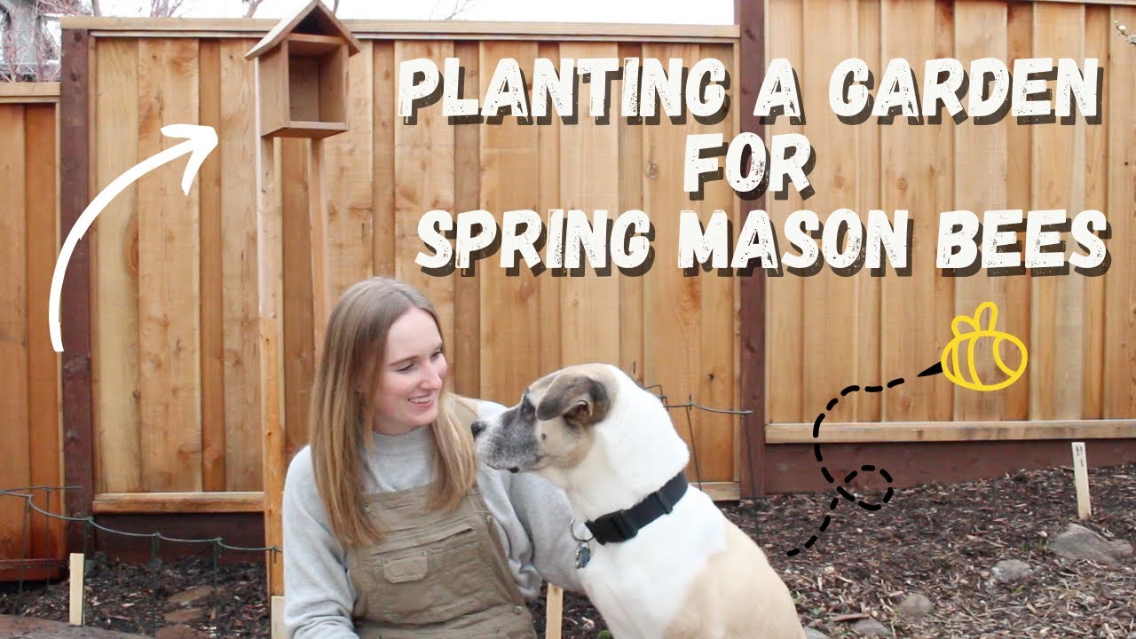Spring Mason Bees - Planting a Pollinator Friendly Garden