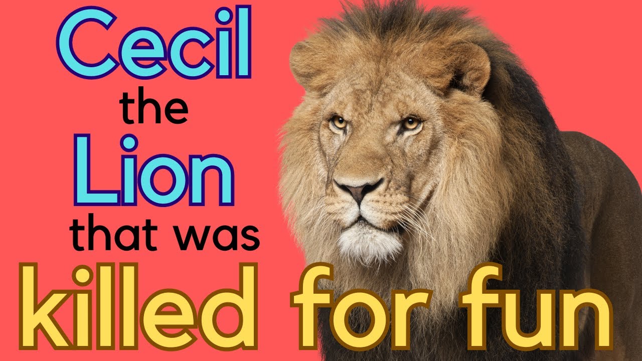 Shot by a Wealthy Dentist - Mourned by the World - The story of Cecil the Lion