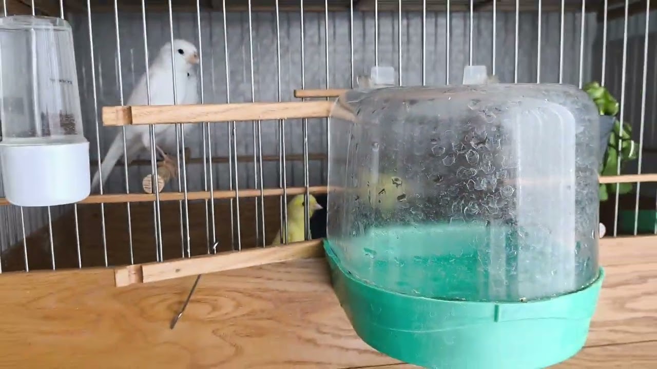 Разведение и содержание канареек овсяночного напева 2026г.