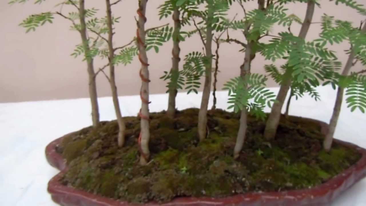 Bosques en miniatura    1° parte