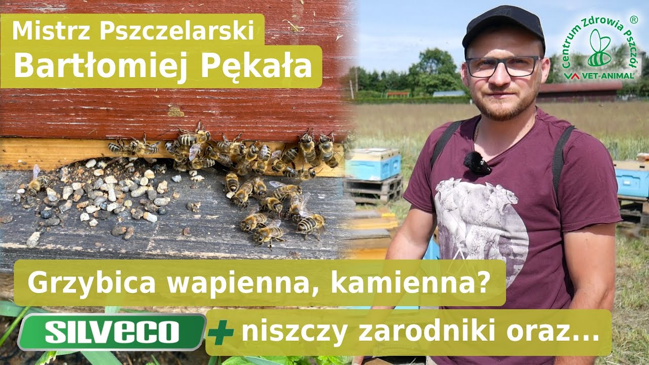Mistrz Pszczelarski Bartłomiej Pękała - opinia SILVECO+ Pszczoła na grzybice w pasiece