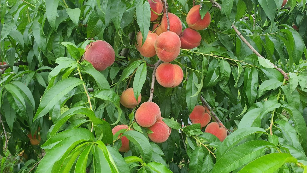 내년에 나올 복숭아래요~^^