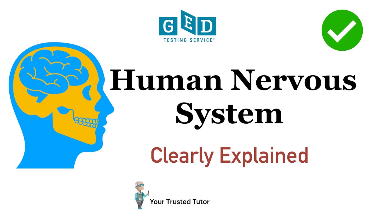 Human Nervous System Clearly Explained | GED Science (Life science) [Human Body]