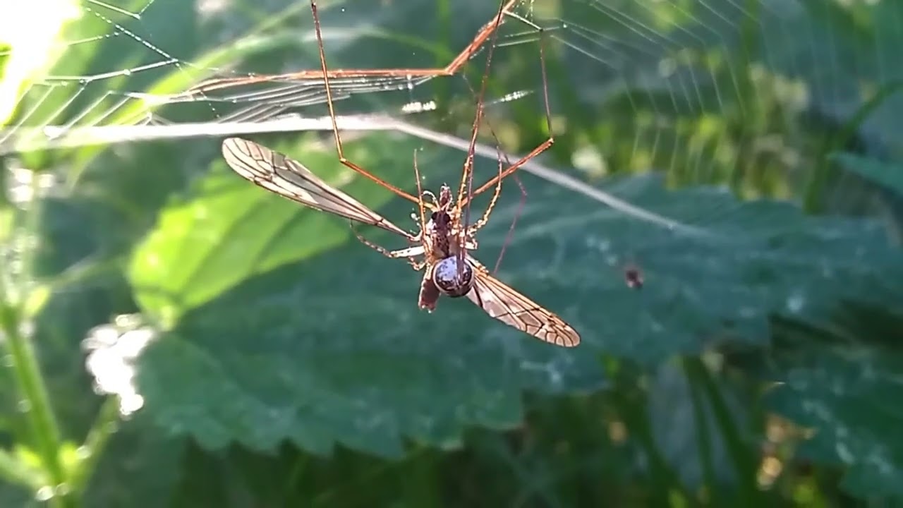 What Happens When a Crane Fly Hits a Spider Web #NatureShorts #Spider #Wildlife #AnimalBehavior