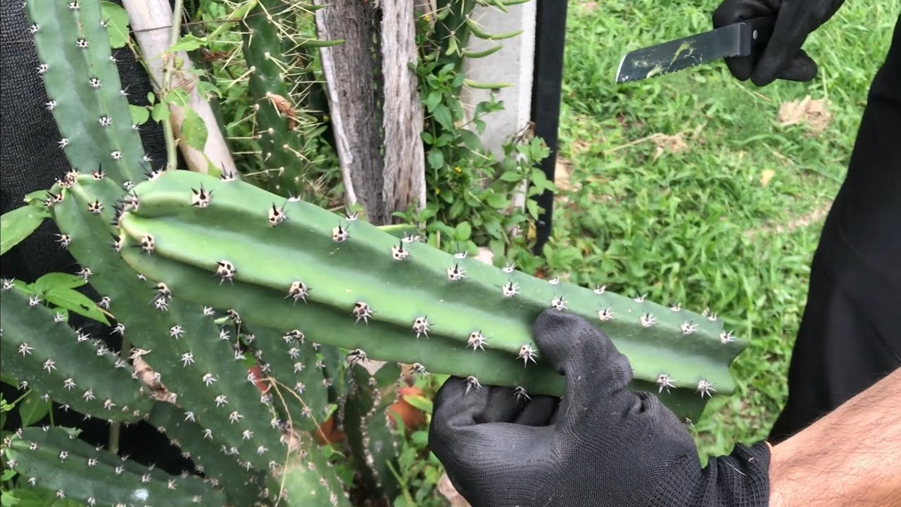Cómo reproducir CACTUS por ESQUEJES | Paso a paso videotutorial 🔪🌵