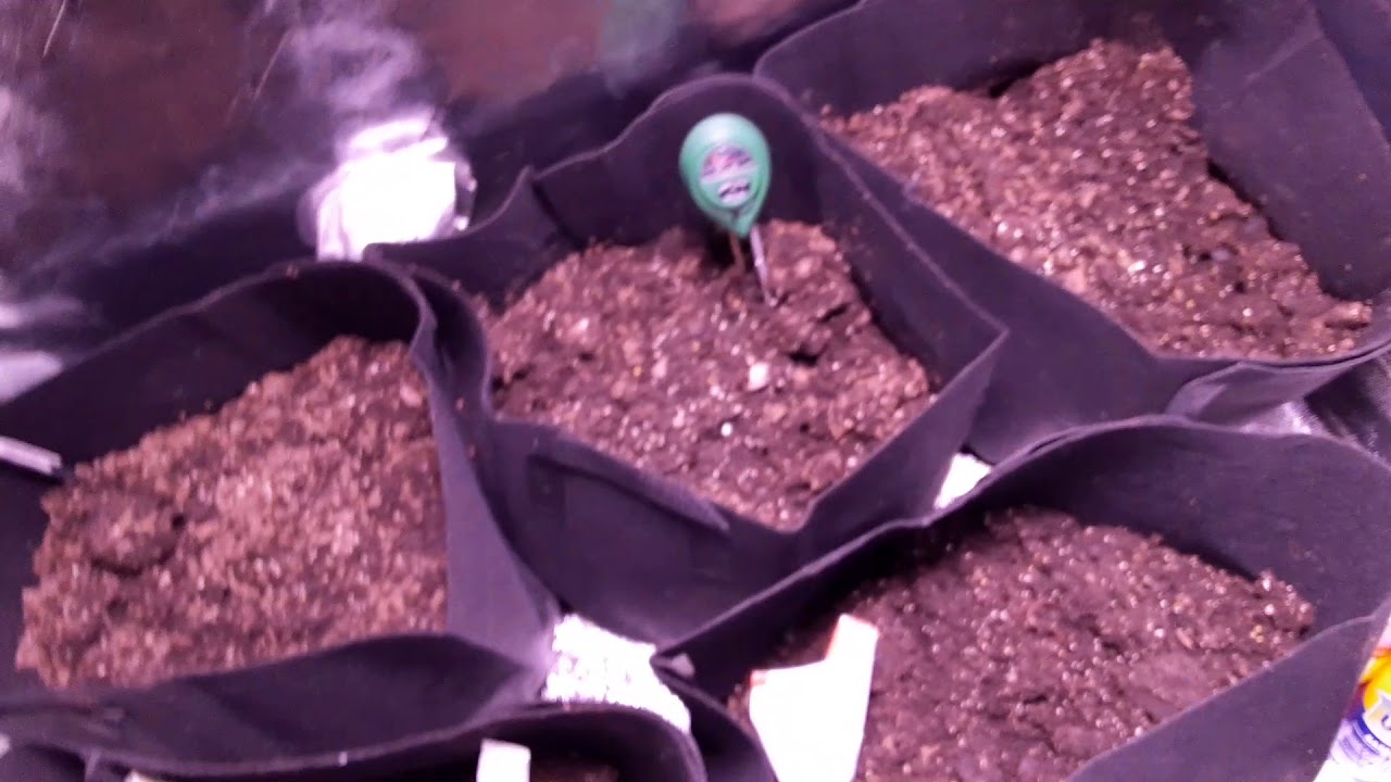 Day 3 autoflower grow, first time grower