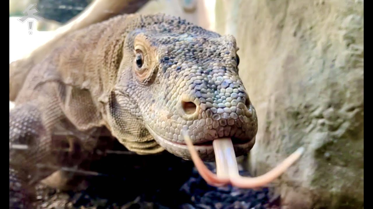 【Komodo-Inseln】Finde den Komodo-Drachen! 去科莫多群岛找科龙！