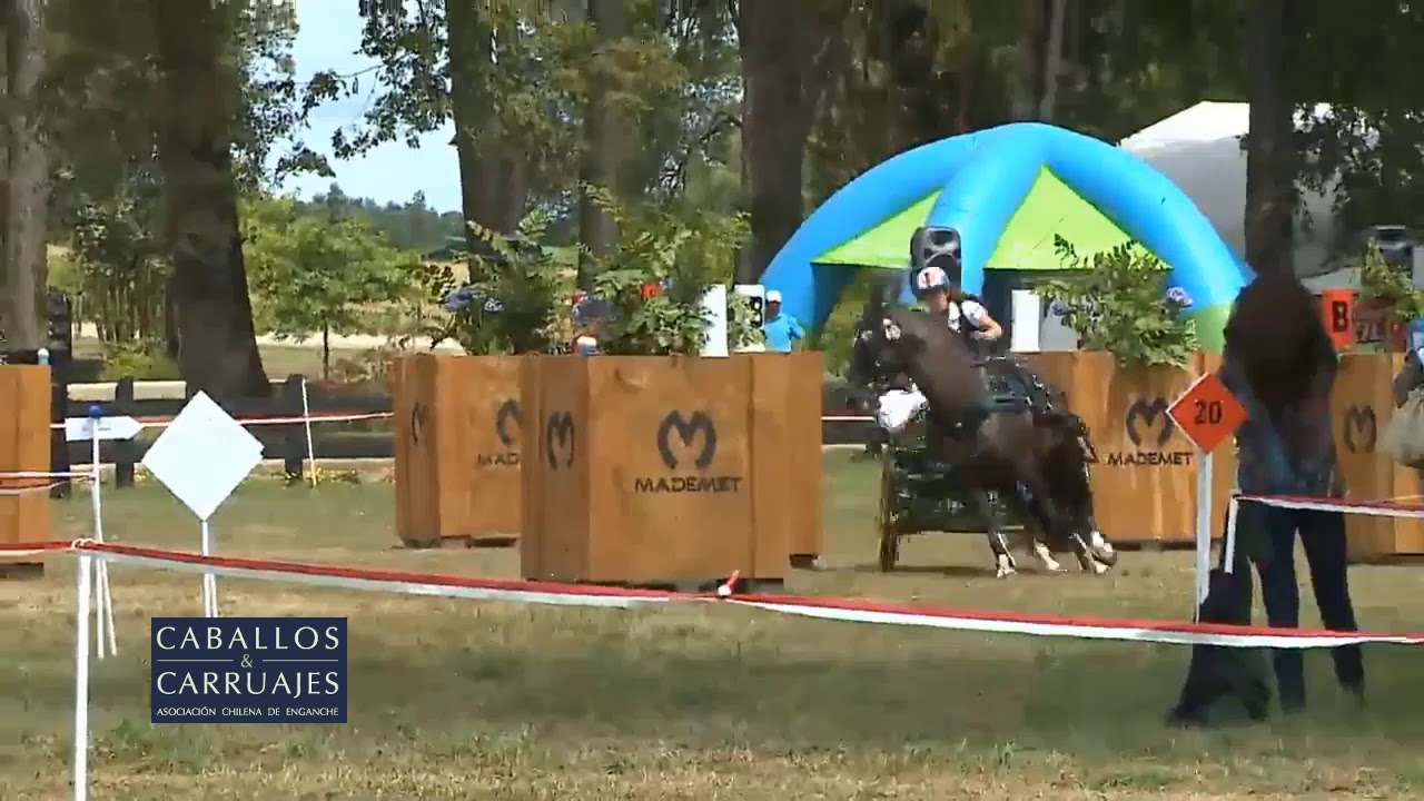 Enganche Ecuestre - Maratón