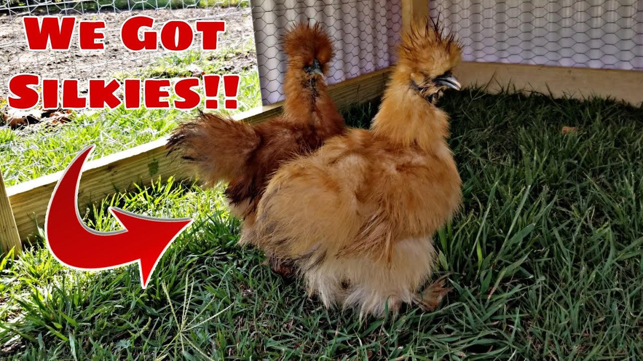 We Got Silkies!