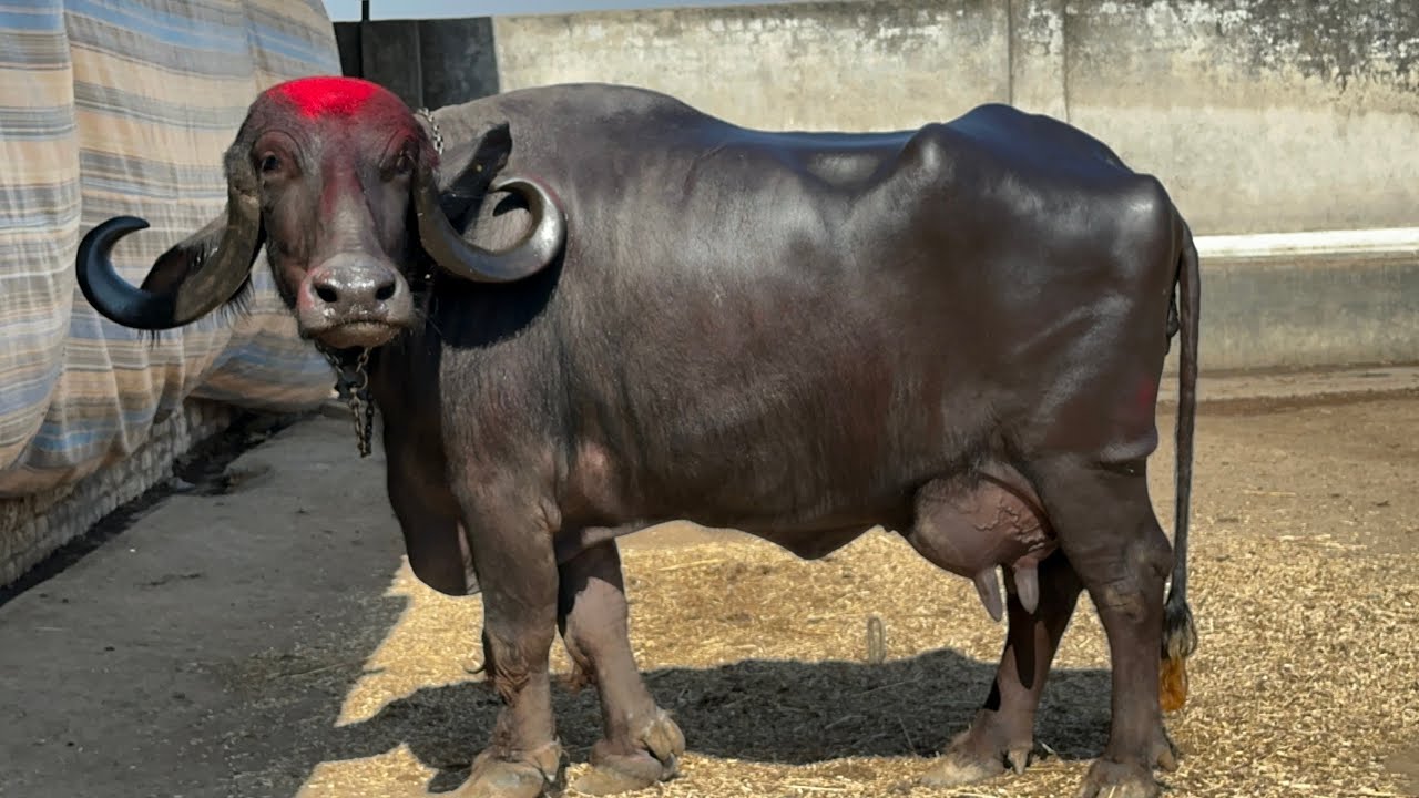 गुजरात की सबसे सस्ती जाफराबादी भैंस 75 हजार से 1लाख 50 हजार तक दूध 12 लीटर से 20 लीटर तक