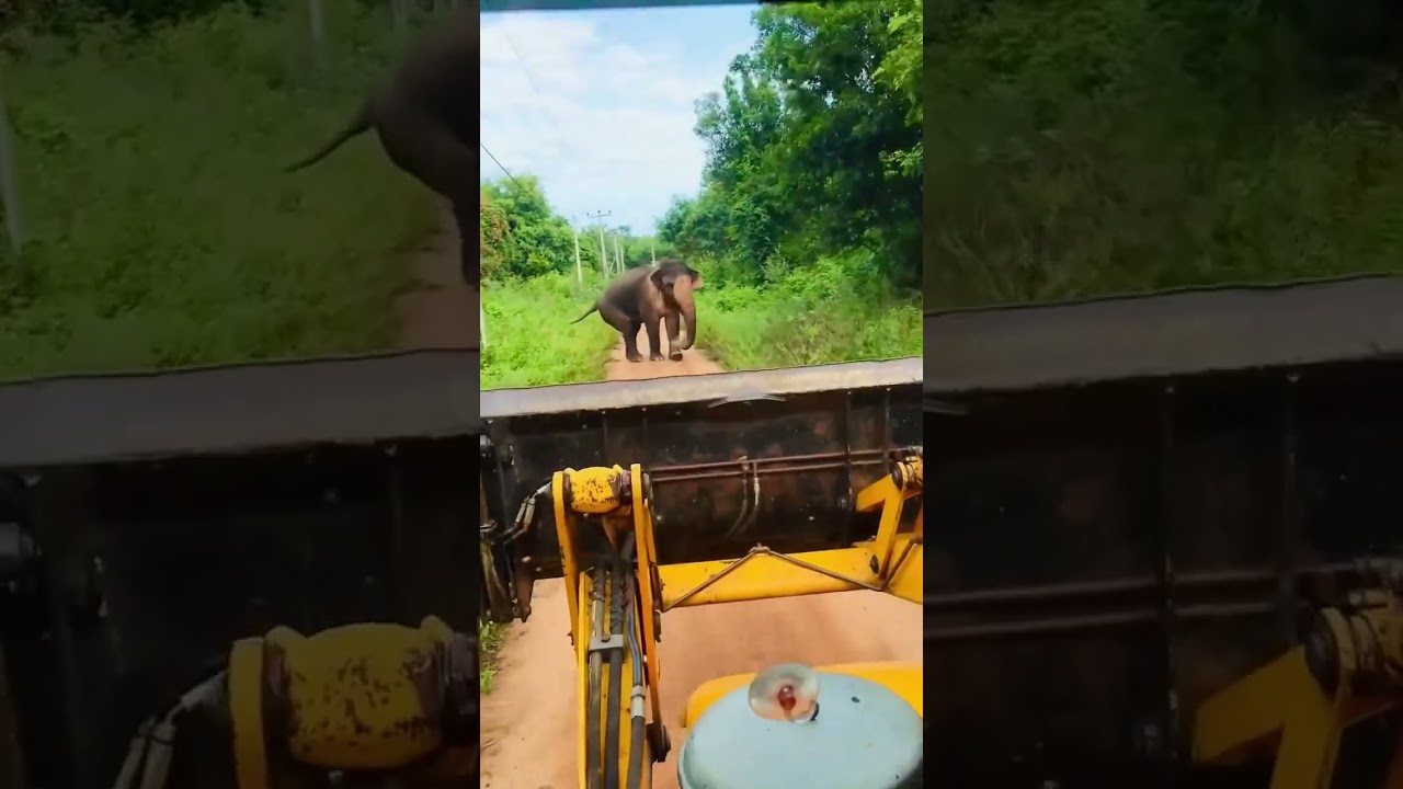 Sri Lankan elephant vs England jcb 🍃😍 #srilanka #srilankanelephants #visitsrilanka #jcb