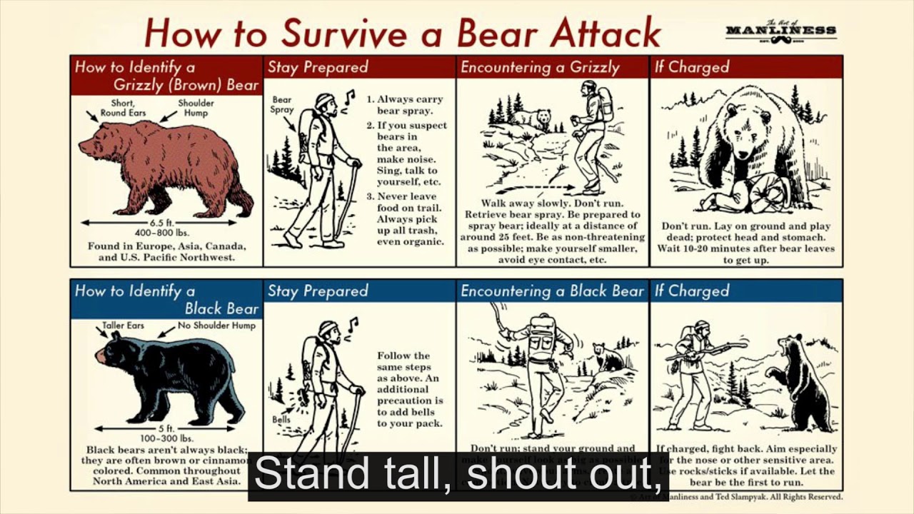 Be Bear Wise