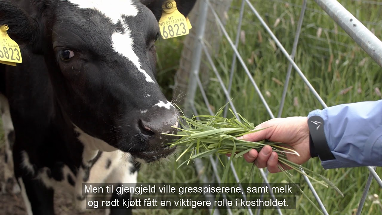 Kan vi leve av bare kortreist mat i Norge?