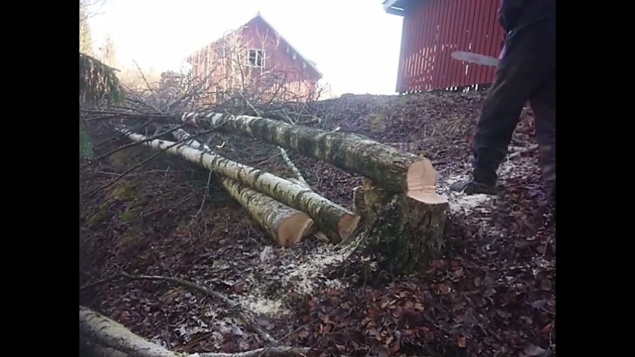 Wood felling goes wroo
