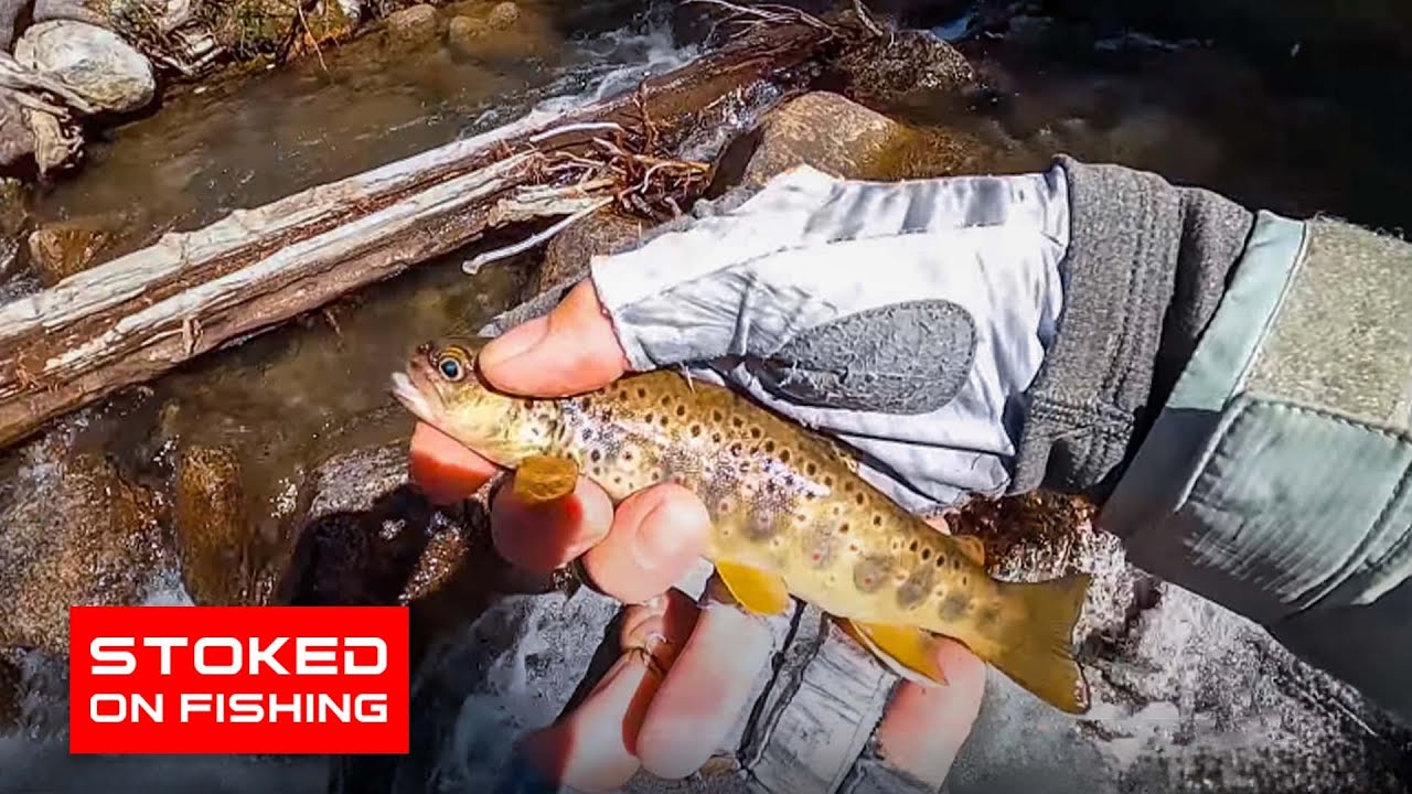 Exploring the Sierras: Bishop Creek Fishing