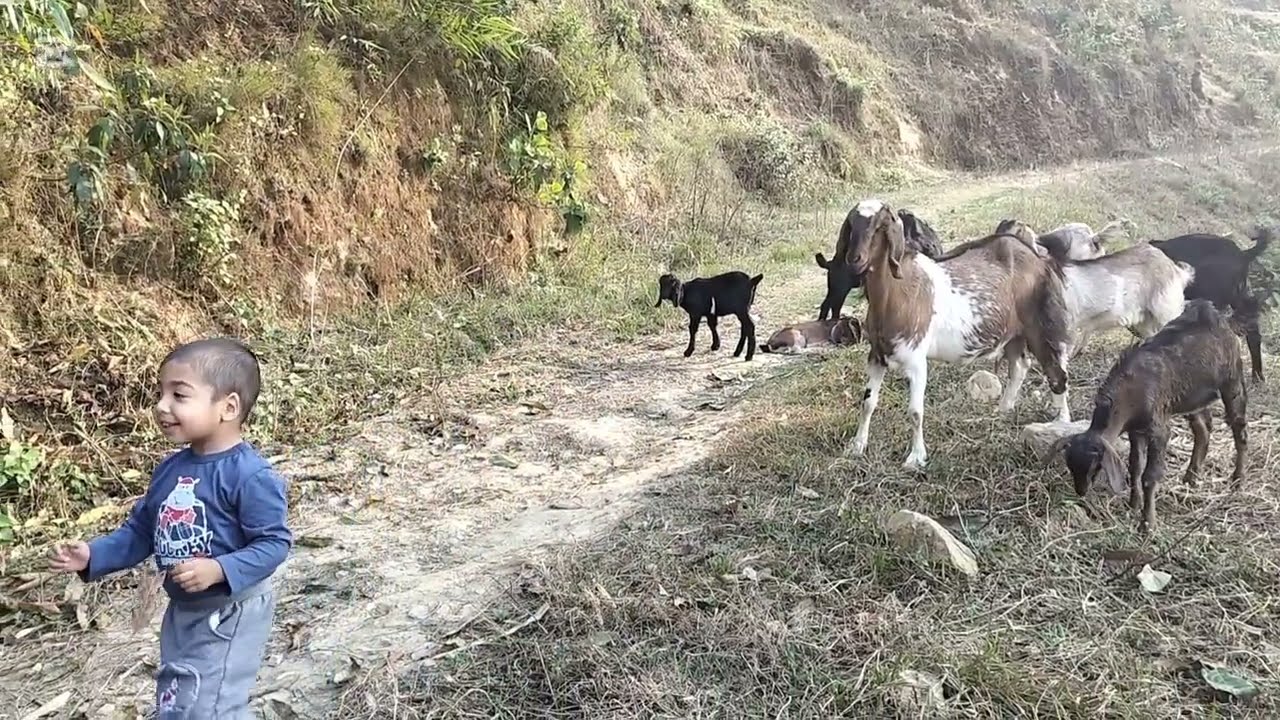 Elections 2082, enjoying at village 