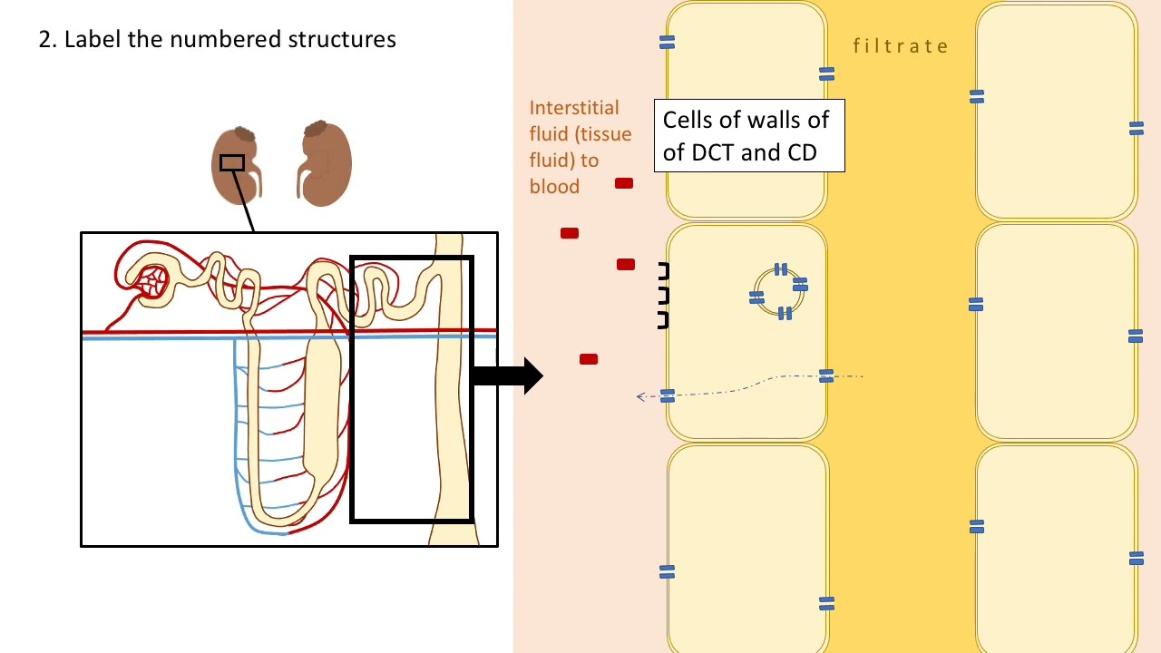 ADH and osmoregulation: A level Biology