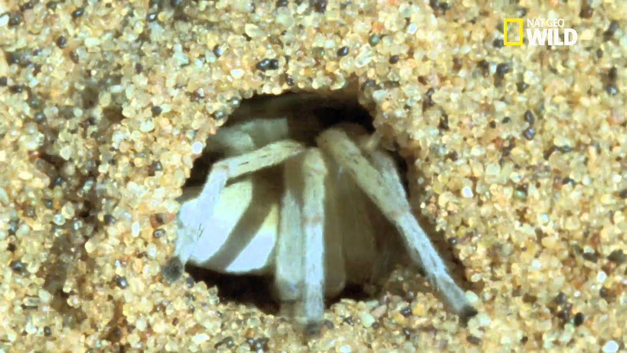 Carparachne aureoflava : une araignée qui roule sur les dunes