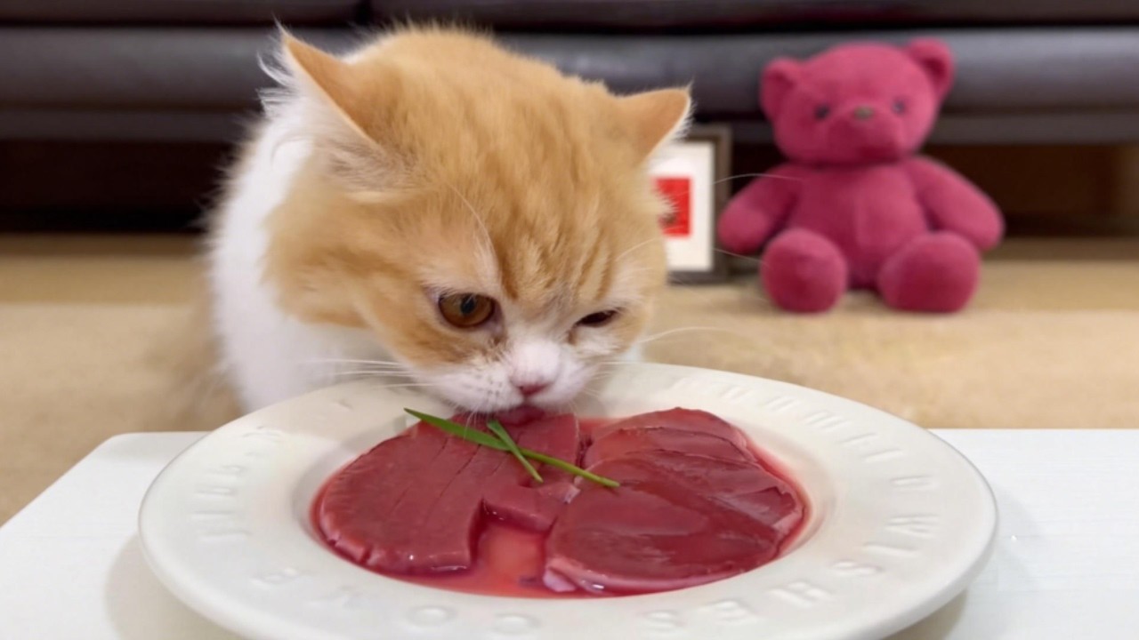 Daily life of kitten eating meat cat owners should understand this cat is not very smart