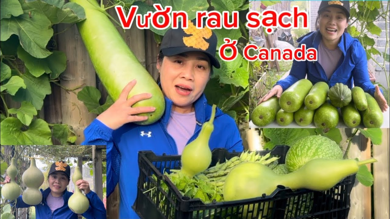 Trồng rau kiểu miền quê việt nam ở Canada- cuộc sống ở Canada ăn rau sạch 