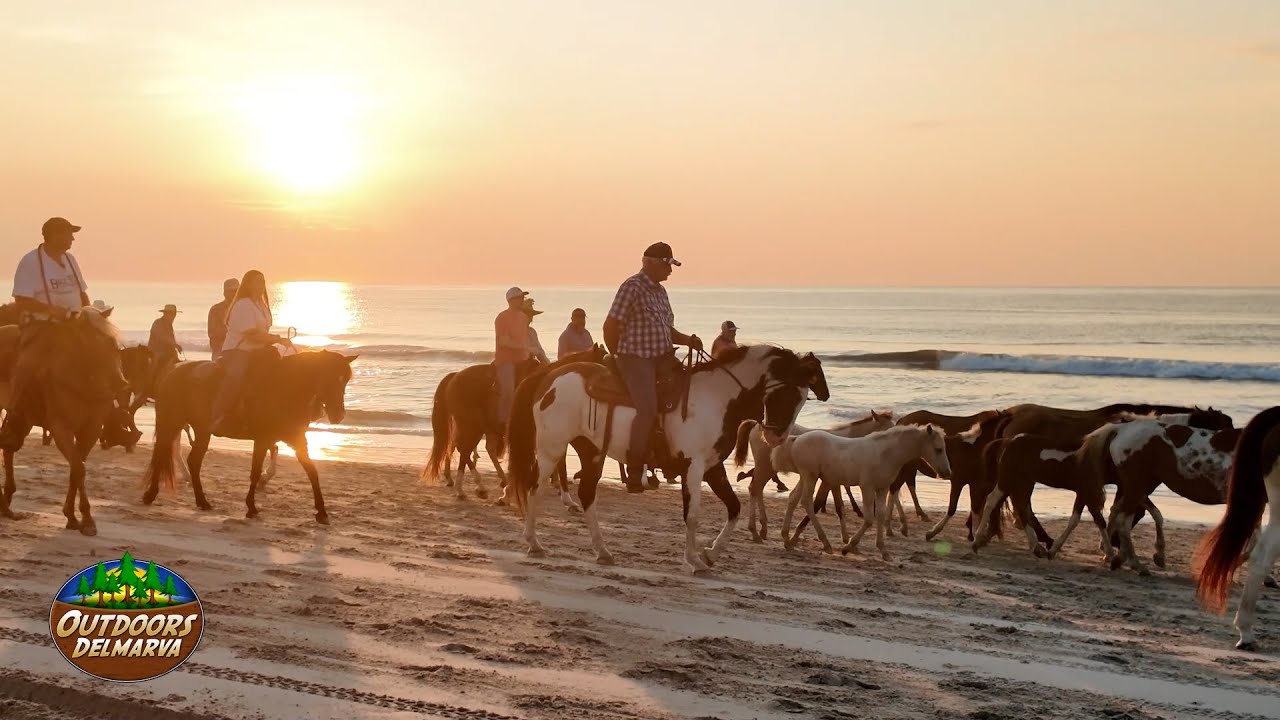 The Outdoors Delmarva 100th Chincoteague Pony Swim Special - Part 1: The Beach Walk