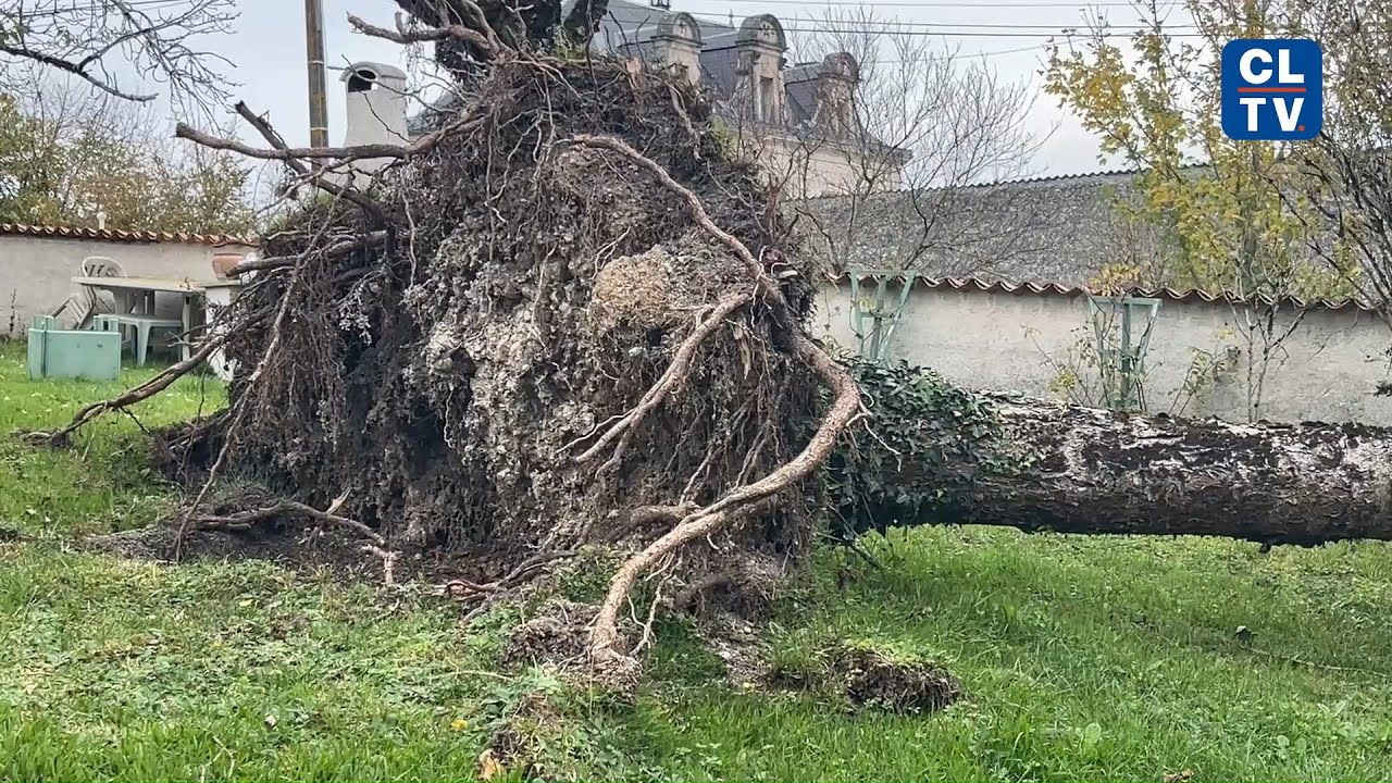 À Roullet Saint Estèphe, des habitants toujours choqués après le passage de la tempête Benjamin