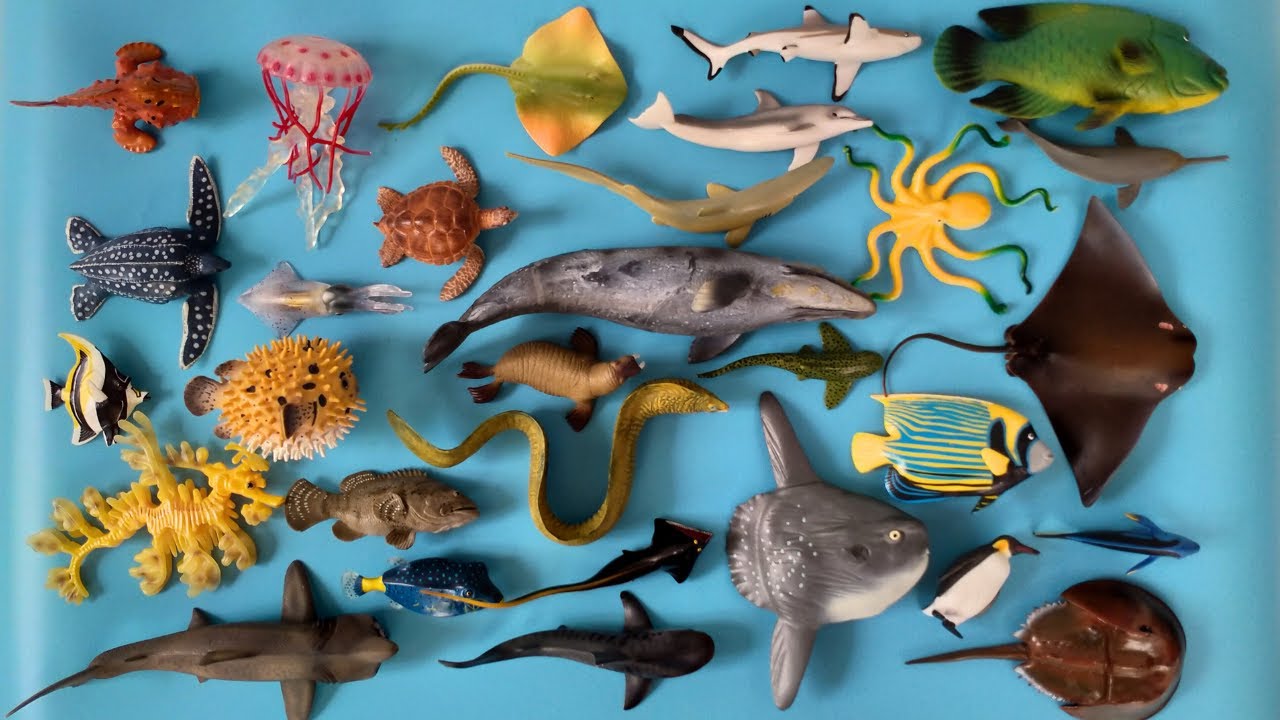 Binatang Laut, Hiu Karang, Paus Kelabu, Ikan Mola, Moorish Idol, Buntal, Napoleon, Pari, Ikan Kodok