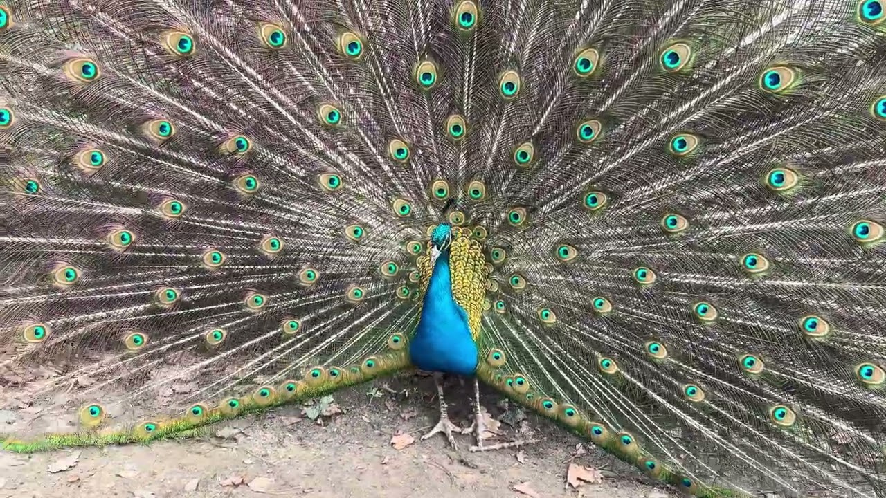 A peacock opened its feathers - 4K
