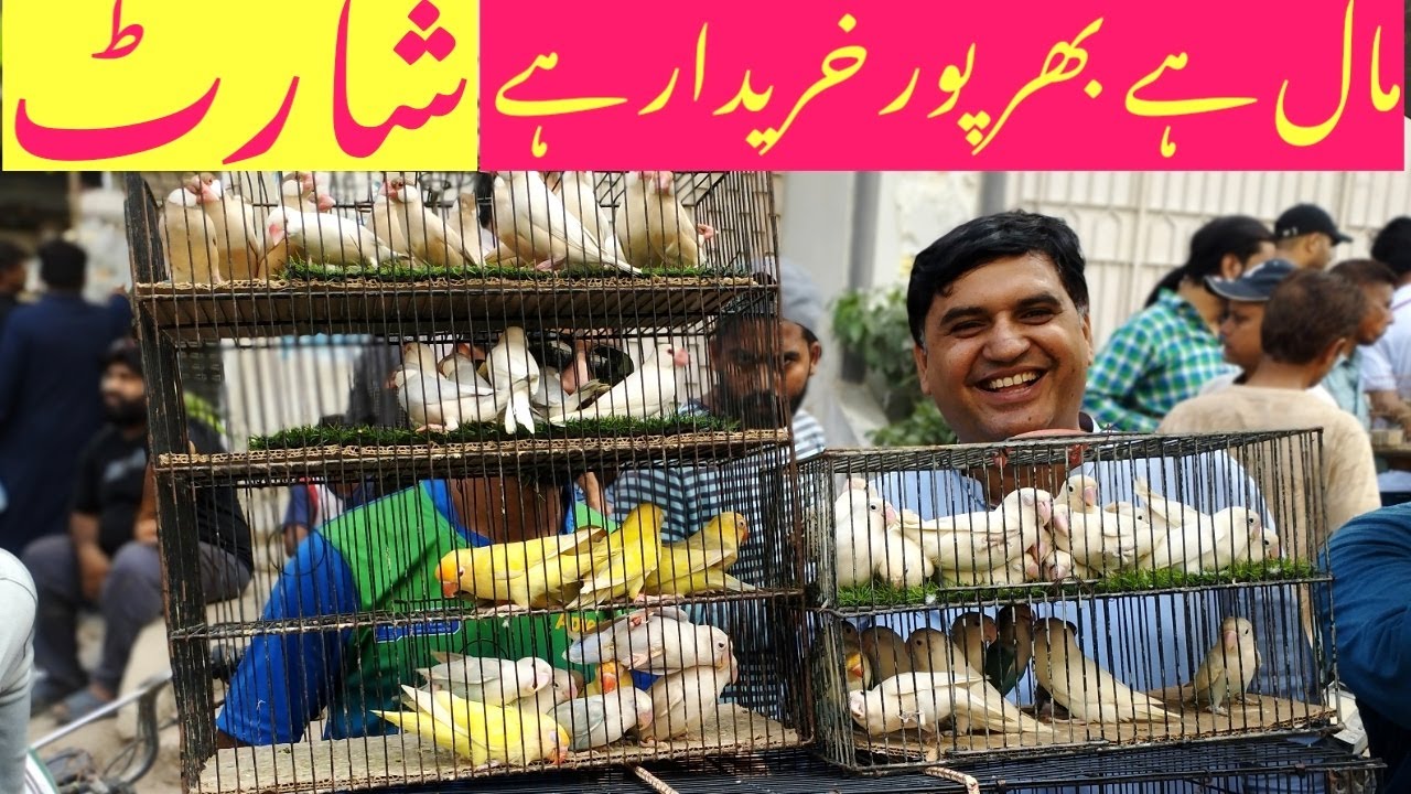 Birds Market Lalukhet Sunday Video Latest Update 12-10-25 | Market Ki Kahani Brokers Ki Zubani