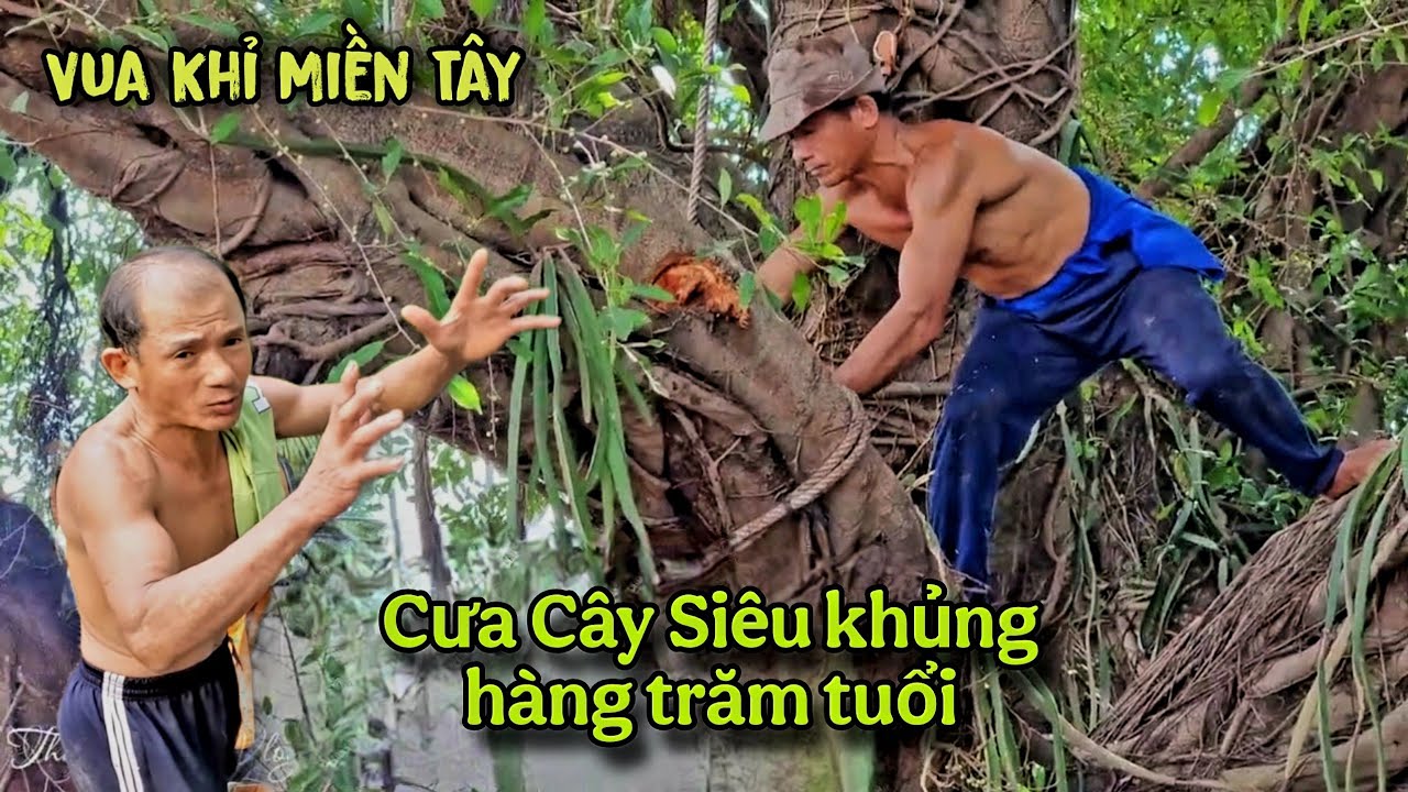 Chấn động! Thợ Cưa Địa Phương Bỏ Chạy Vua Khỉ Phải Đến Tận Nơi Cũng Đồng Nghiệp Mới Xử Lý Cây Này