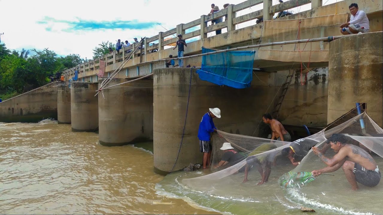 Season Fish, Fisherman Cast Net Fishing Under Dam In River At The Countryside