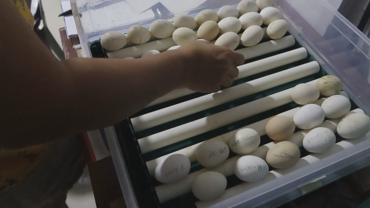 Inspecting and Loading Eggs from the Chicken Ranck into the Incubator to be Hatched.