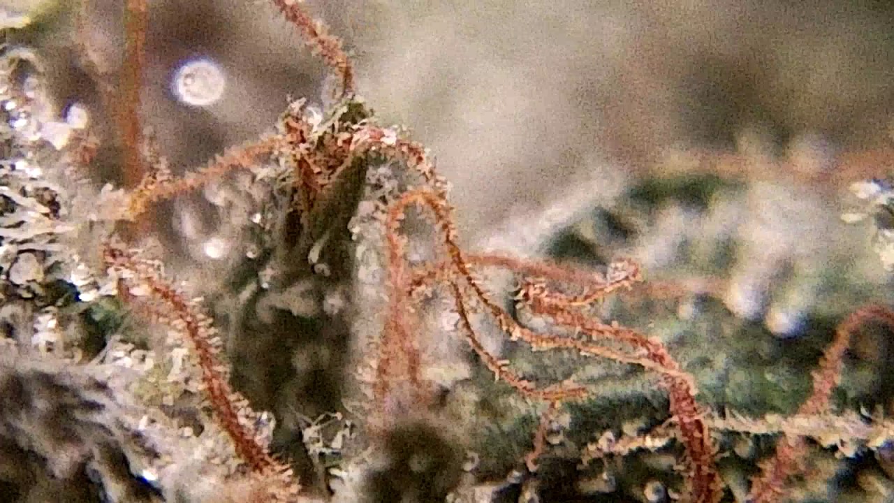 Ep 406 Girl Scout Cookies prt 2 Hd Strain Review Bc Bud Depot Seeds Medical Cannabis Weed