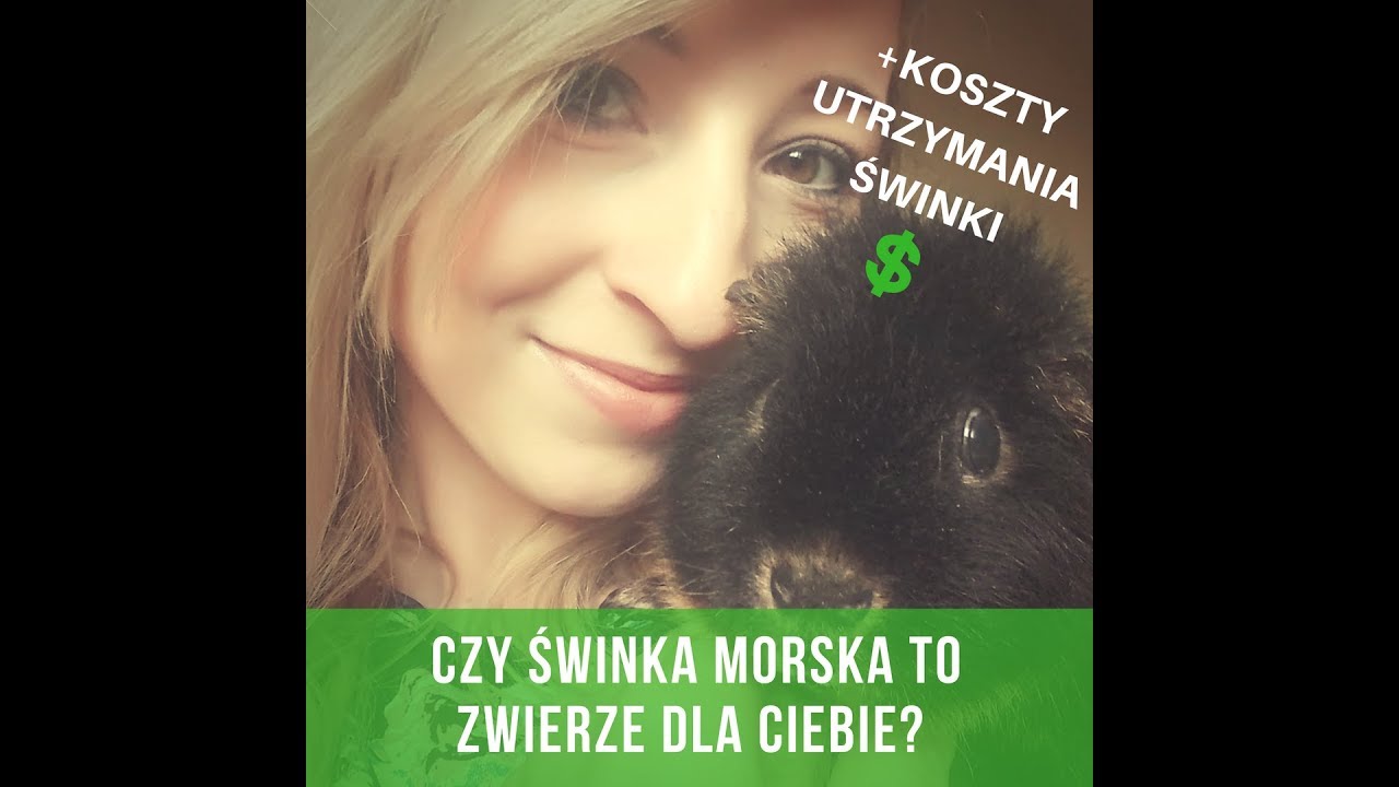 Czy świnka morska to zwierzę dla Ciebie?Wady i zalety świnki morskiej + koszty utrzymania