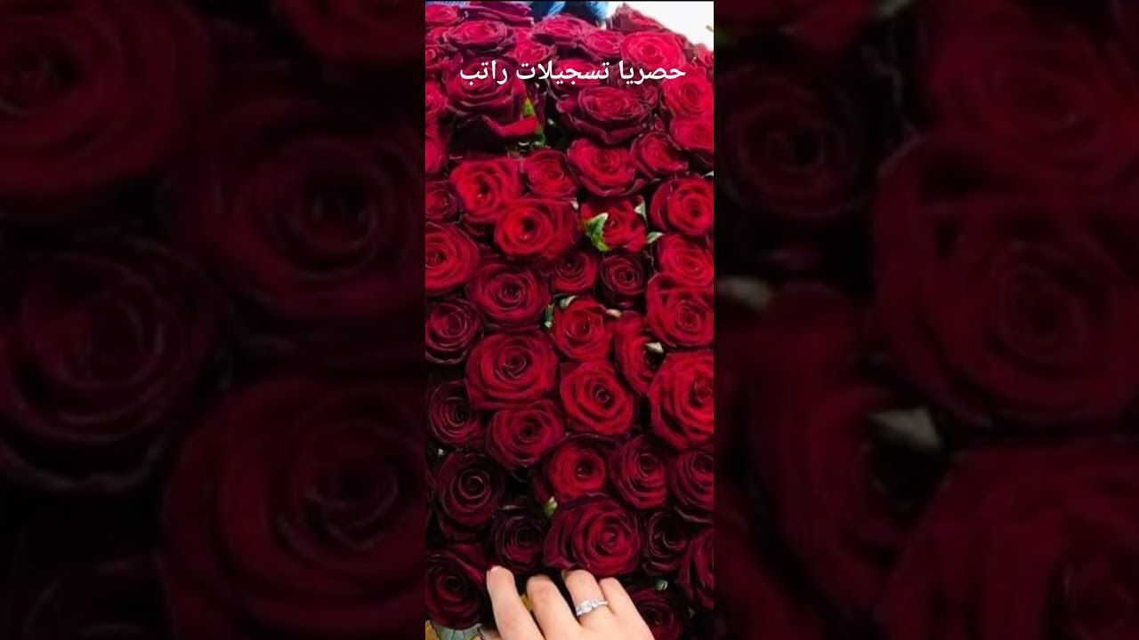 طربيات وغزل 🎶 الشاعر معتز شلش 🎶 الشاعر ربيع يونس 🎵 حصريا تسجيلات راتب 🎼