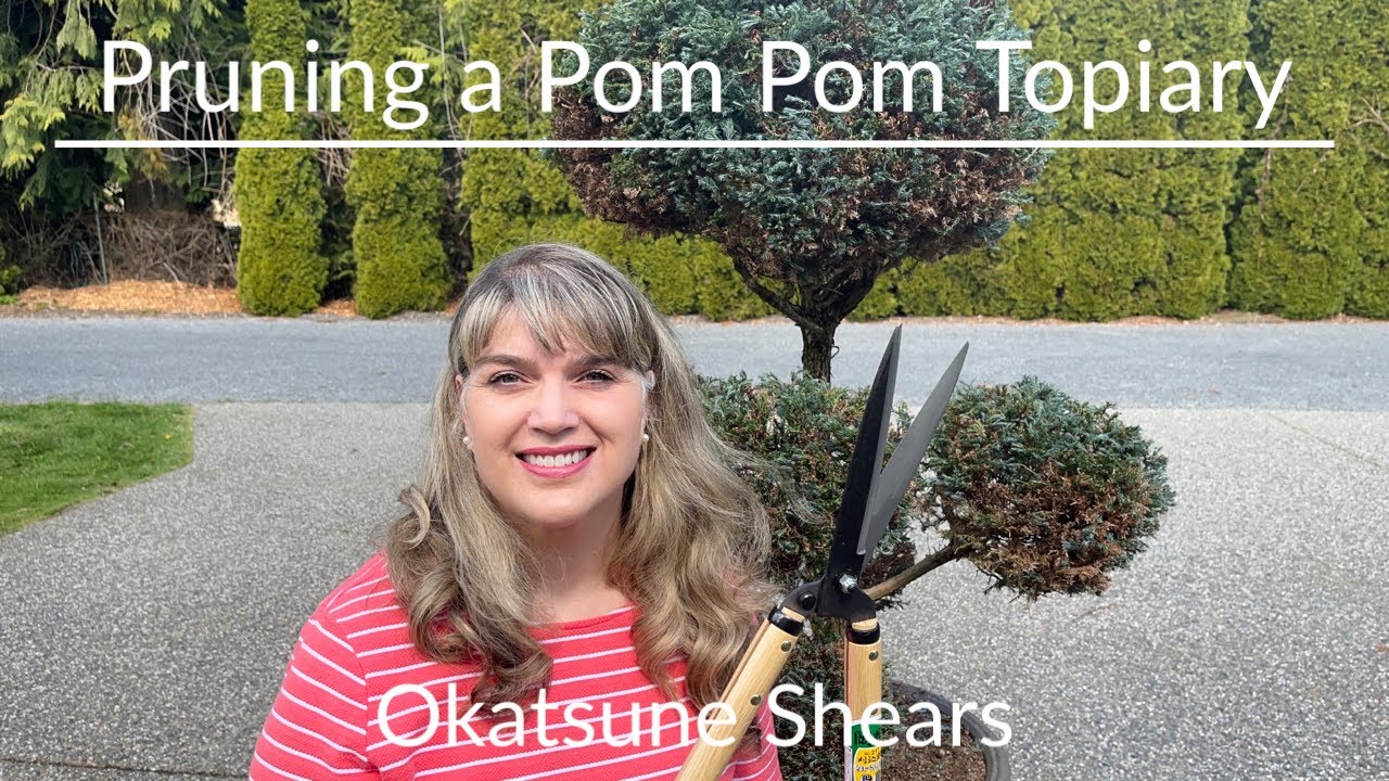 Pruning ✂️ a Pom Pom Topiary 🌳 - Okatsune 6” Shears