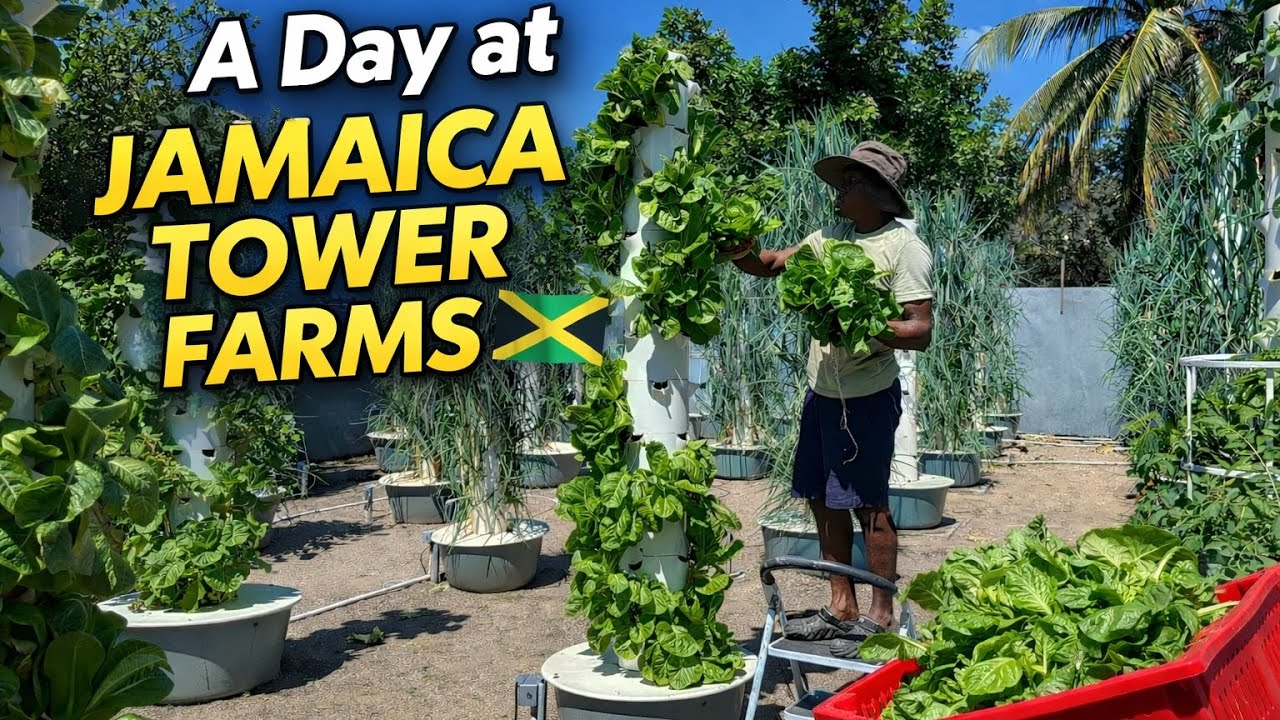 A day at Jamaica Tower Farms
