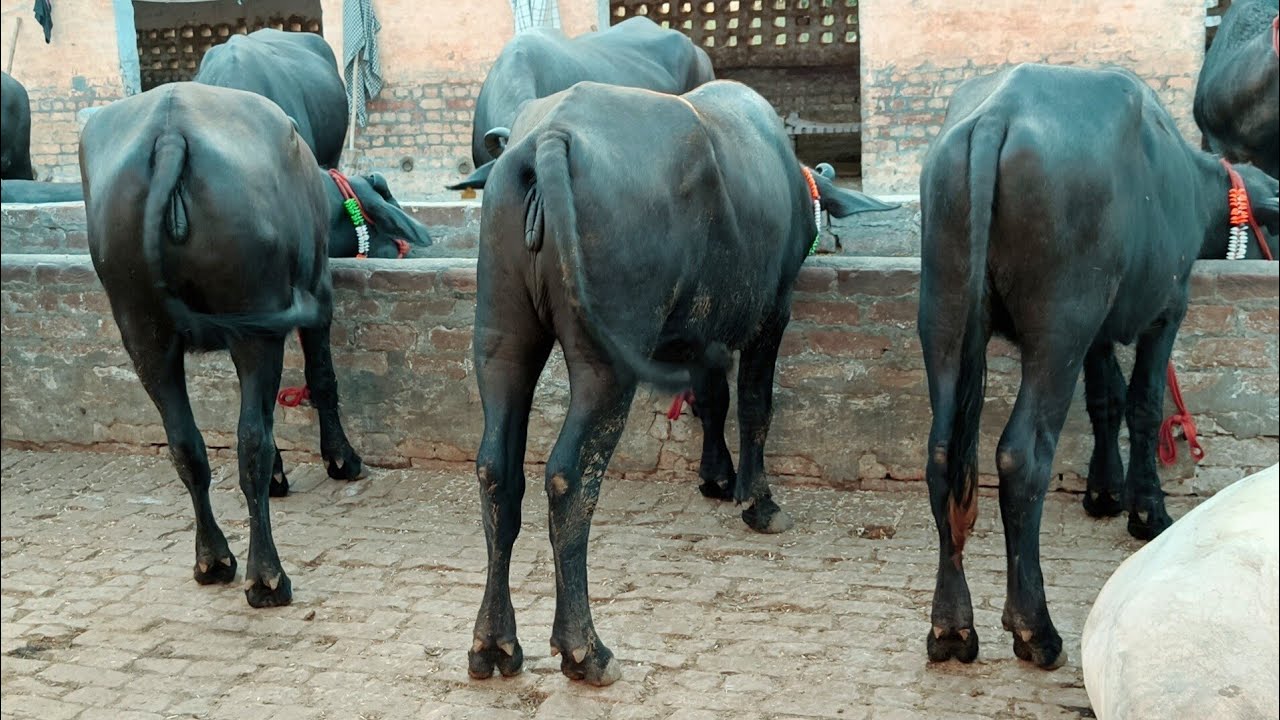 3 murrah haifer price 28000 , 38000 , 40000 👍pragnet buffalo going to Maharashtra Puna